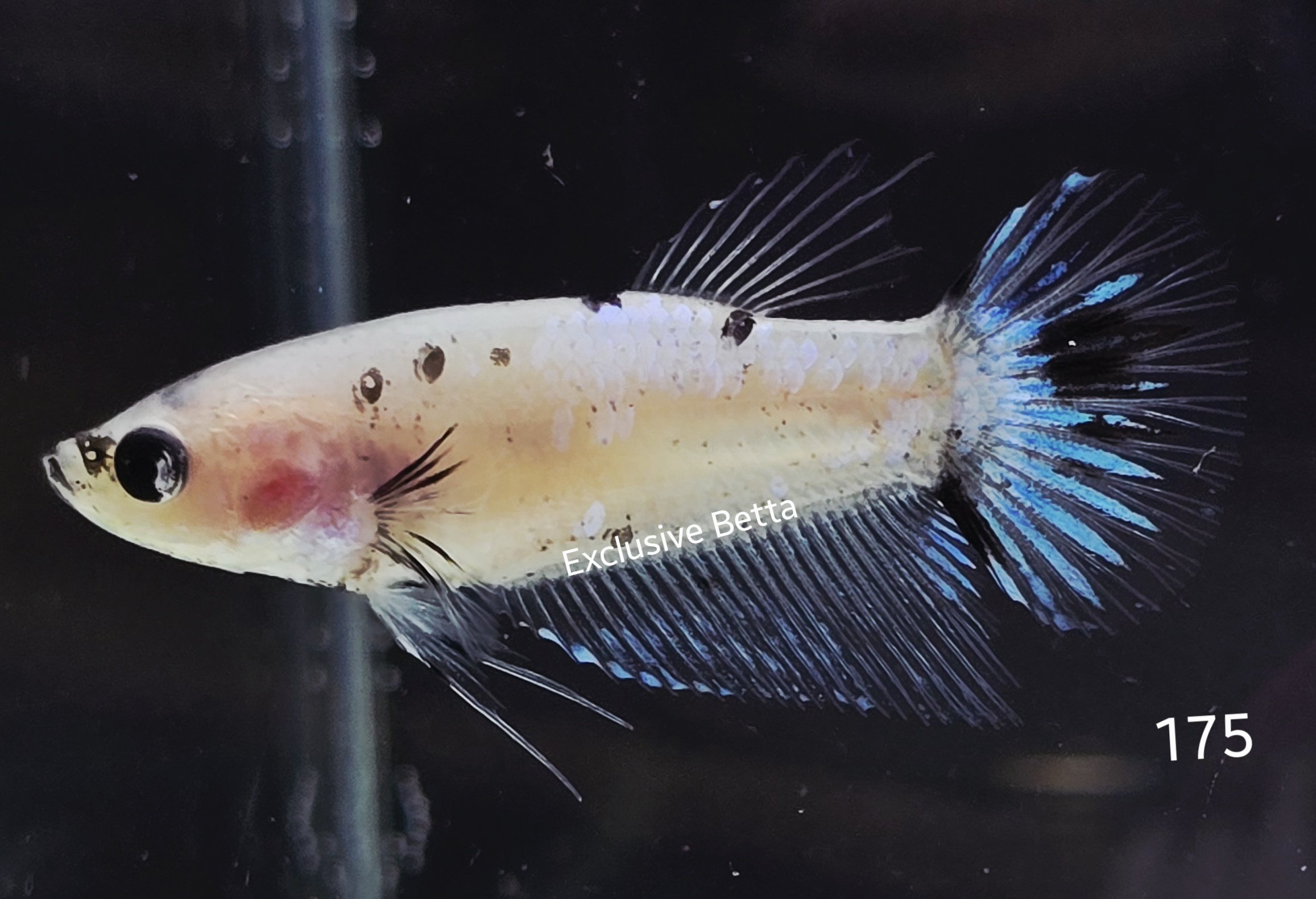 2025/07/1001105902.jpg Plakat Fancy (F) - Image 1