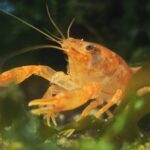 Mexican Dwarf Crayfish Orange