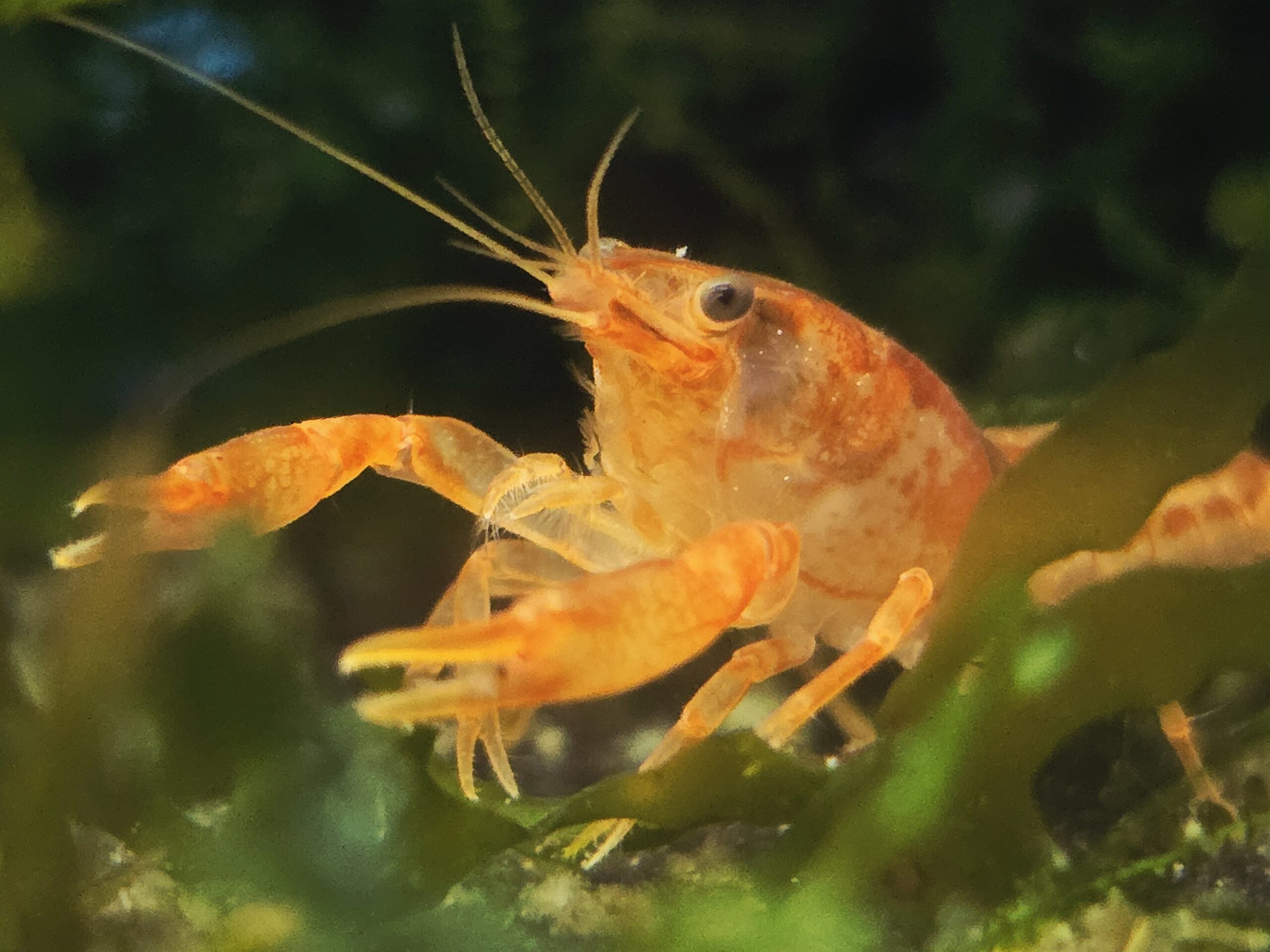 2025/08/1001127590-scaled.jpg Mexican Dwarf Crayfish Orange - Image 1