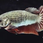 Plakat Fancy Copper (F)