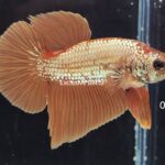 Plakat Orange Dragon (M)