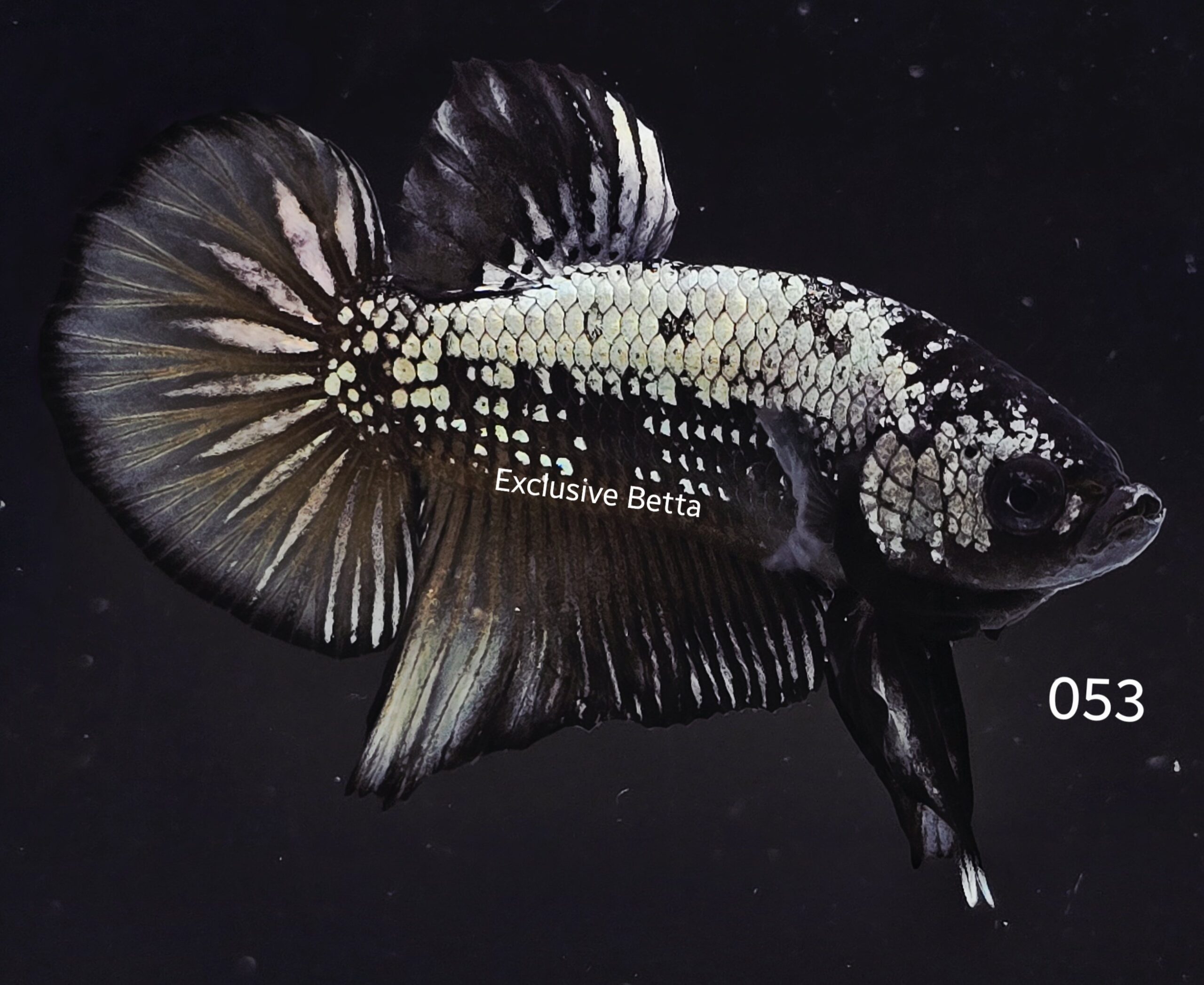 2025/08/1001138746-scaled.jpg Plakat Samurai (M) - Image 1