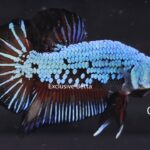 Plakat Fancy Dragon (M)