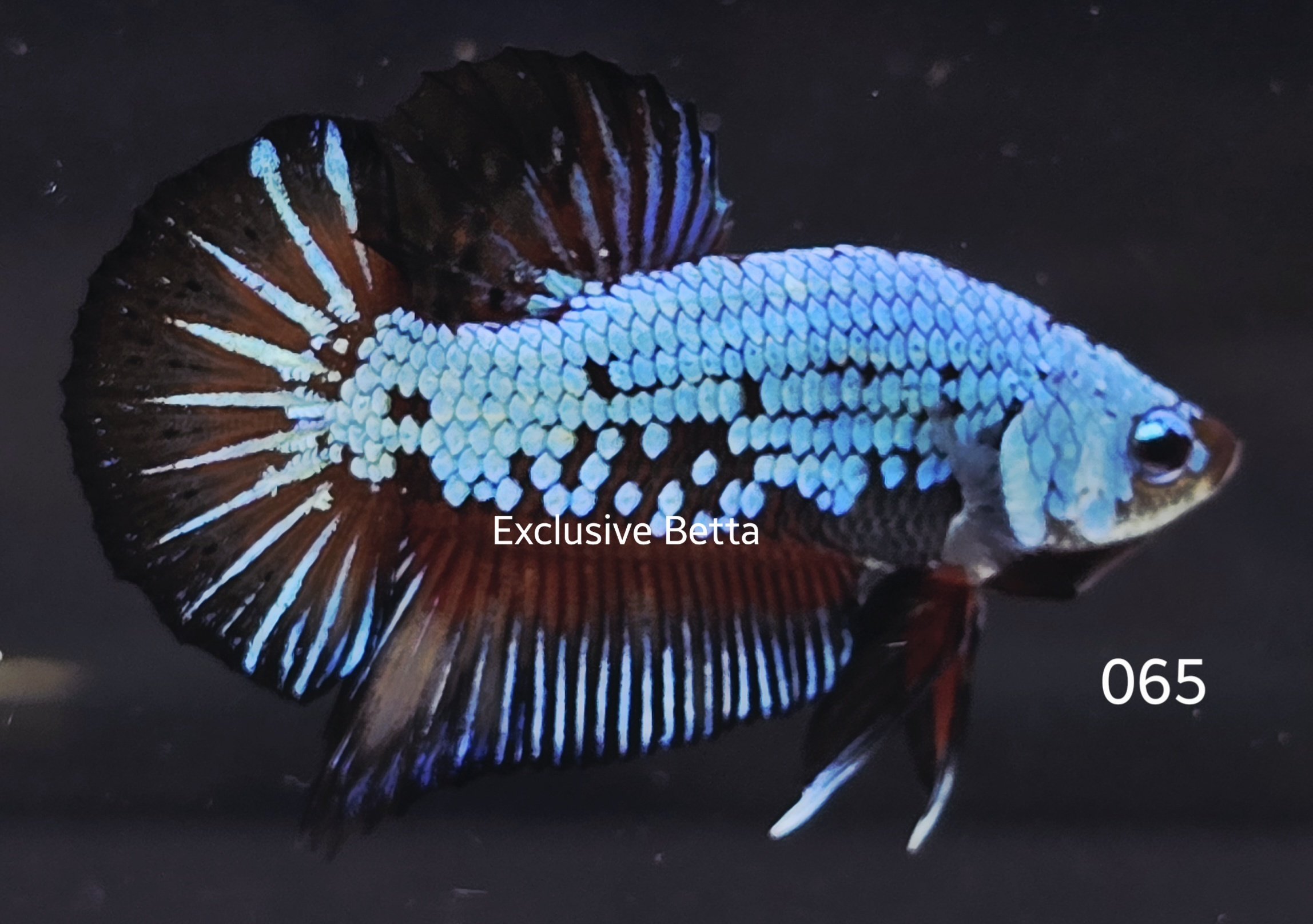 2025/08/1001139195.jpg Plakat Fancy Dragon (M) - Image 1