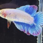 Assorted Doubletail (F)