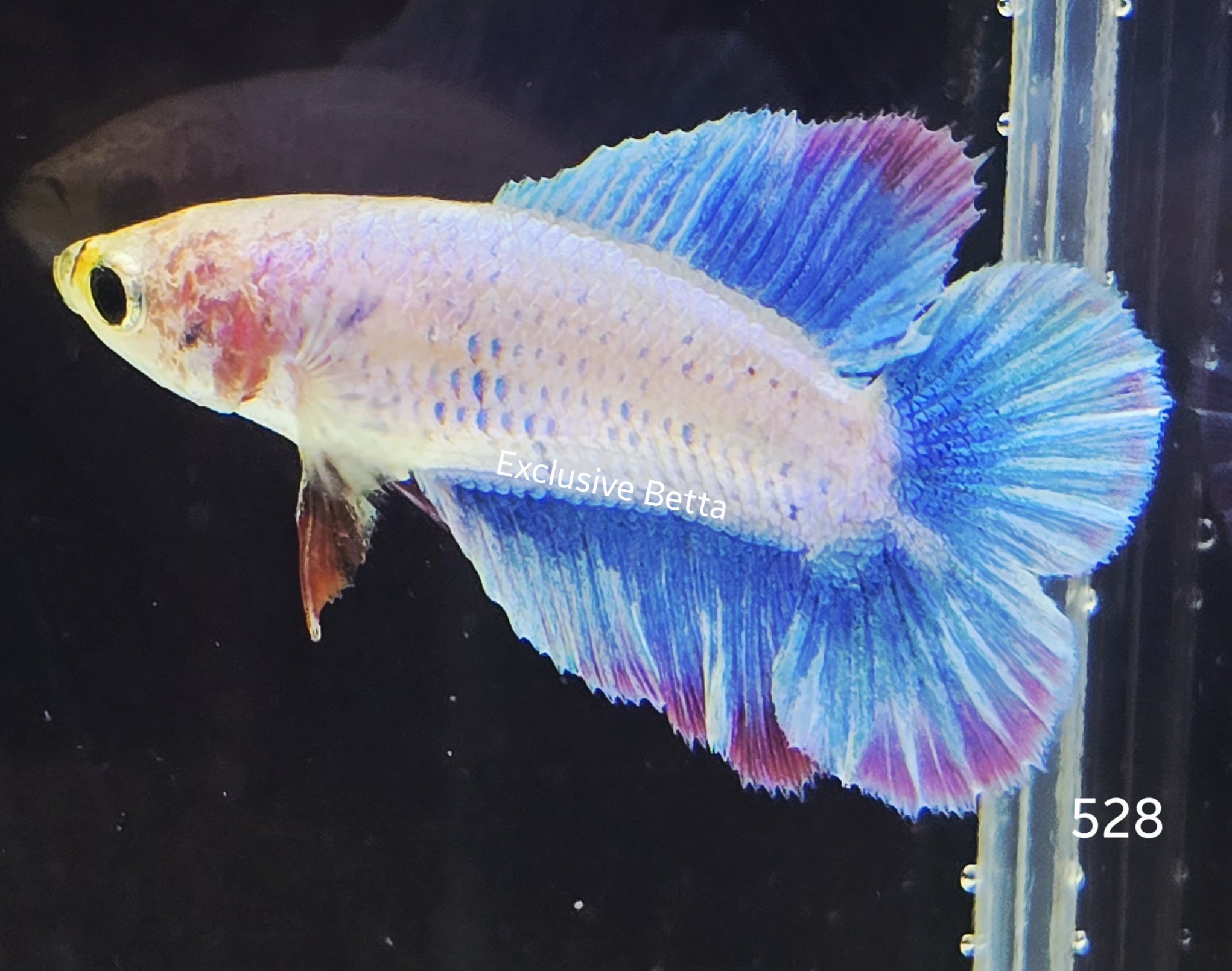 2025/08/1001139282.jpg Assorted Doubletail (F) - Image 1