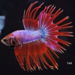Crowntail (M)