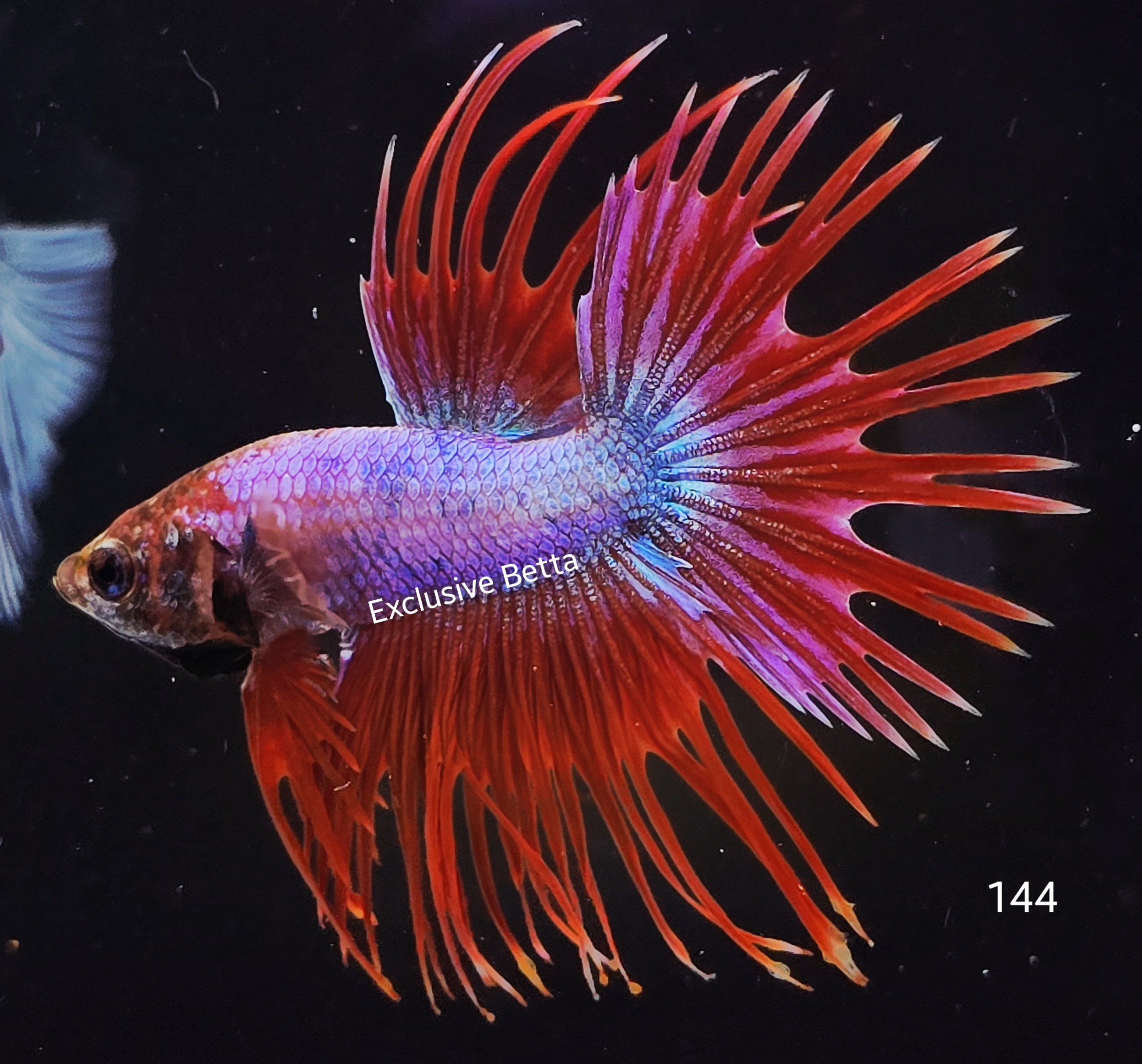 2025/08/1001139349.jpg Crowntail (M) - Image 1