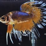 Crowntail (M)