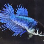 Crowntail (F)