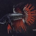 Crowntail (M)