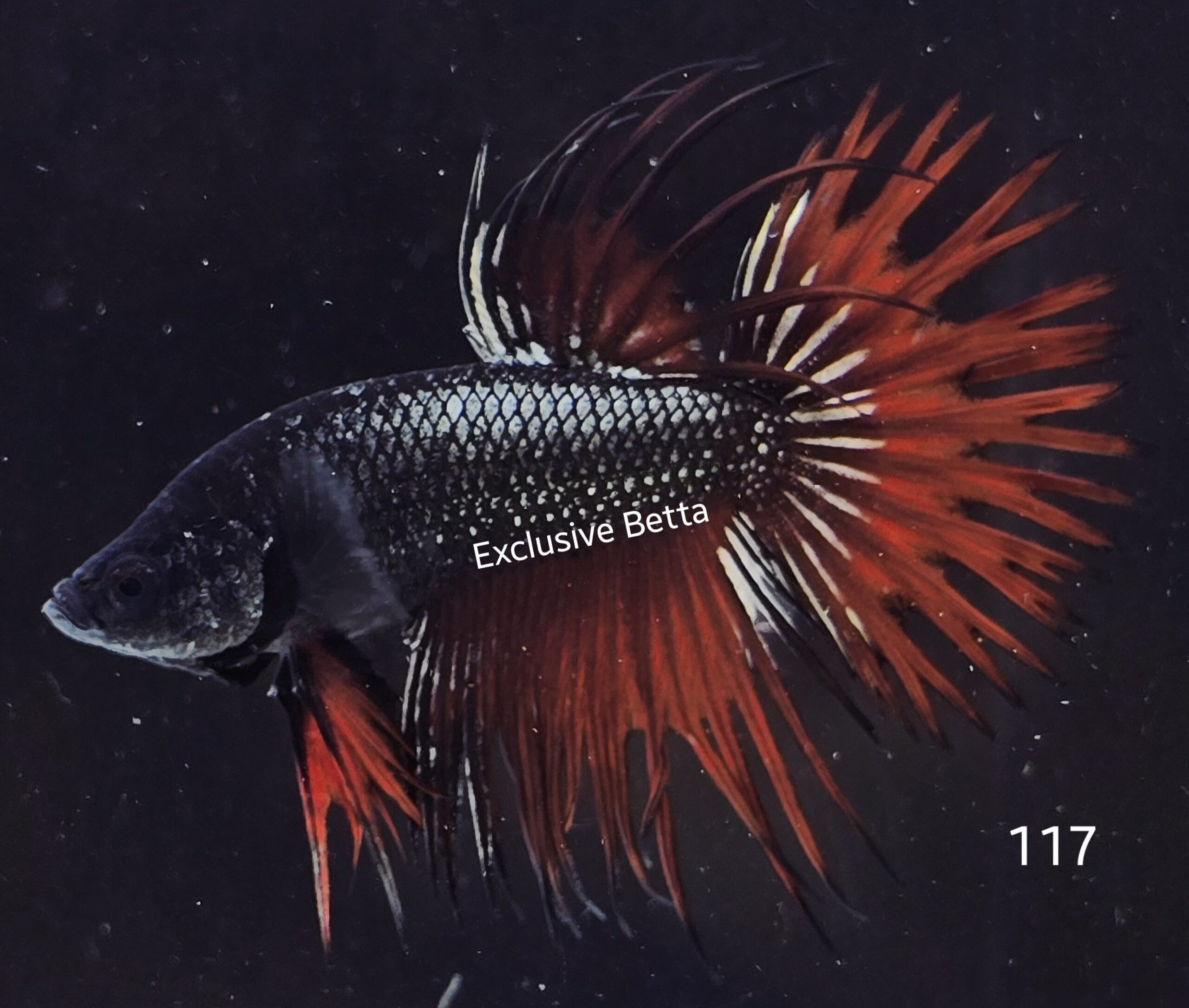 2025/08/1001139411-scaled.jpg Crowntail (M) - Image 1