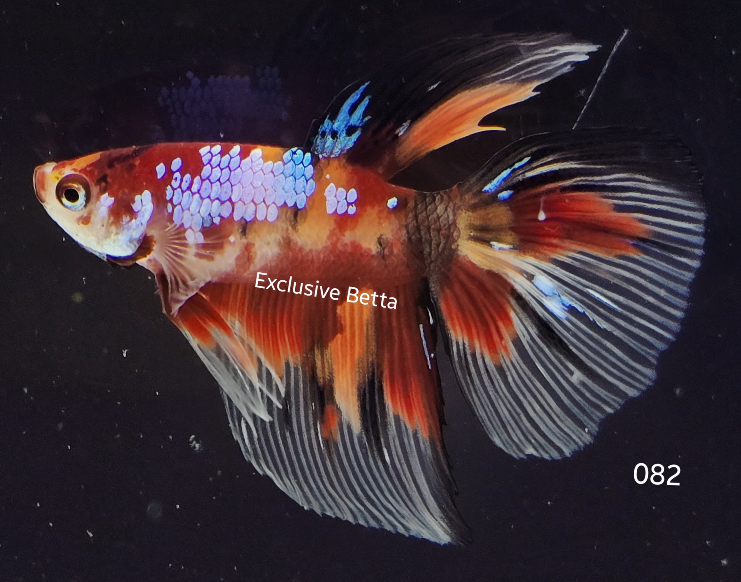 2025/08/1001139442.jpg Super Delta Koi (M) - Image 1