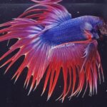 Crowntail (M)