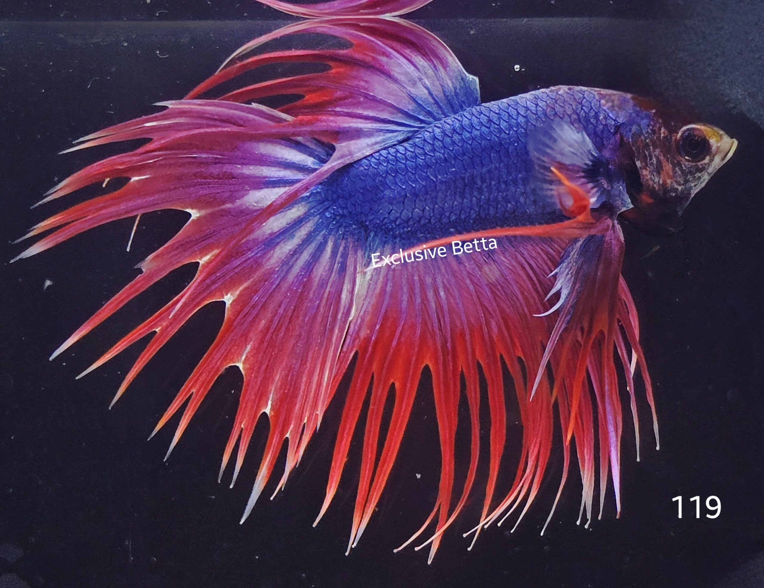 2025/08/1001139451-scaled.jpg Crowntail (M) - Image 1