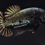 Plakat Black Dragon (F)