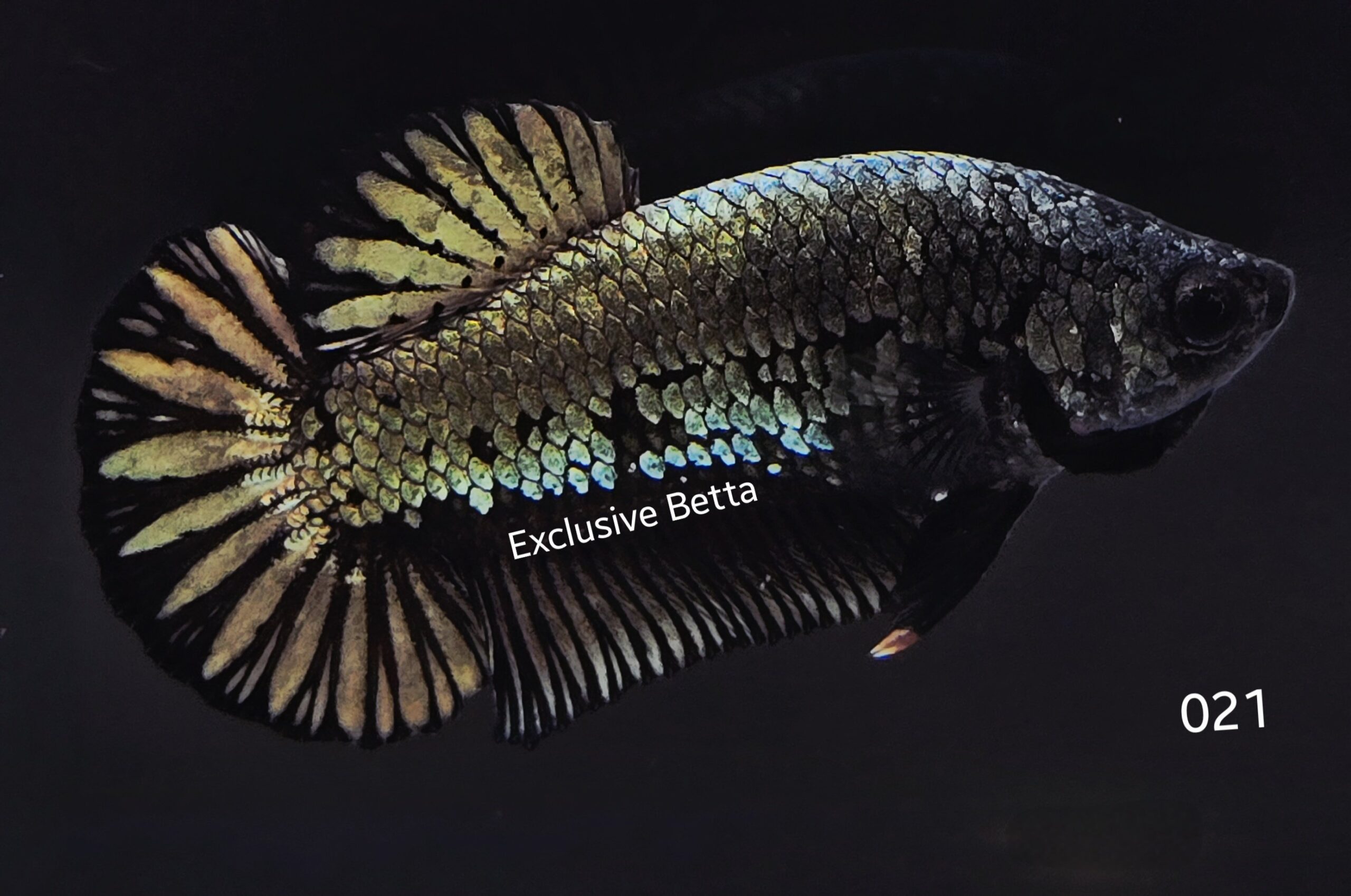 2025/08/1001148561-scaled.jpg Plakat Black Dragon (F) - Image 1