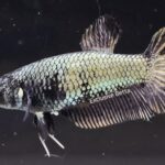 Plakat Black Dragon (F)