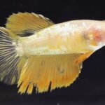 Halfmoon Yellow Dragon (F)