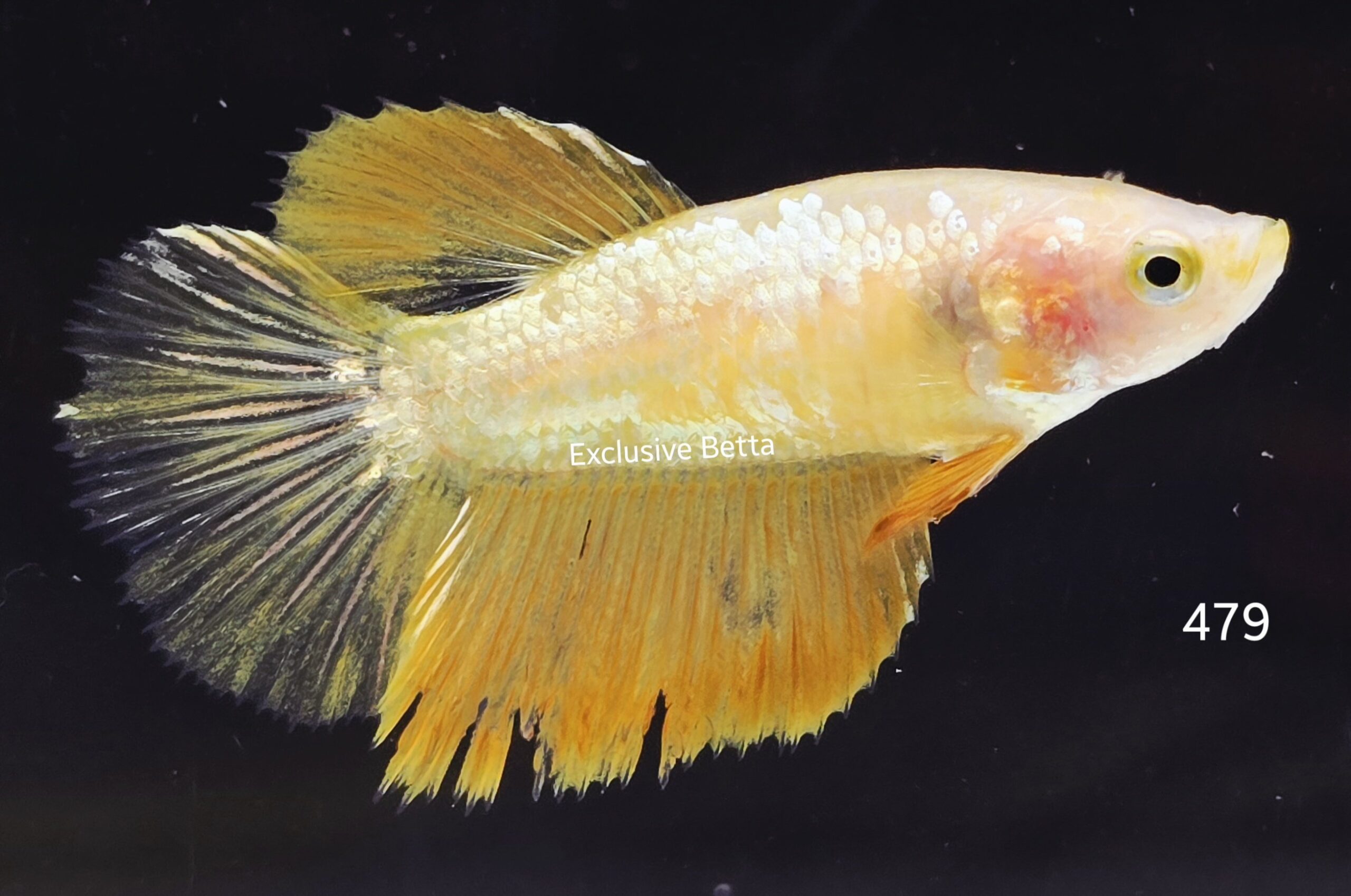 2025/08/1001148722-scaled.jpg Halfmoon Yellow Dragon (F) - Image 1