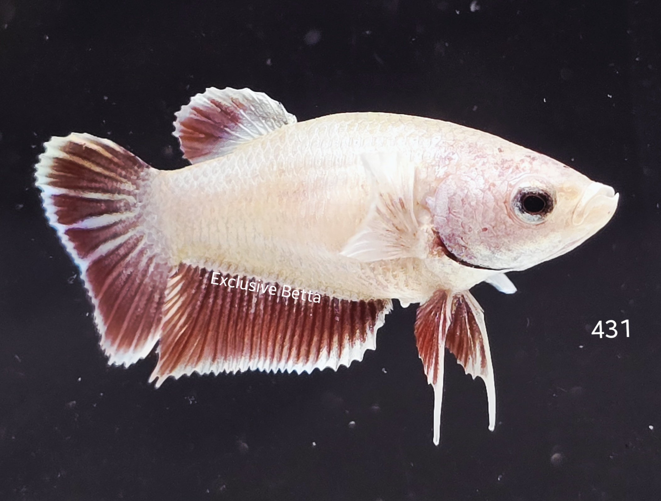 2025/08/1001148905.jpg Plakat Fancy (F) - Image 1