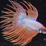 Crowntail (M)