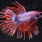 Crowntail (M)