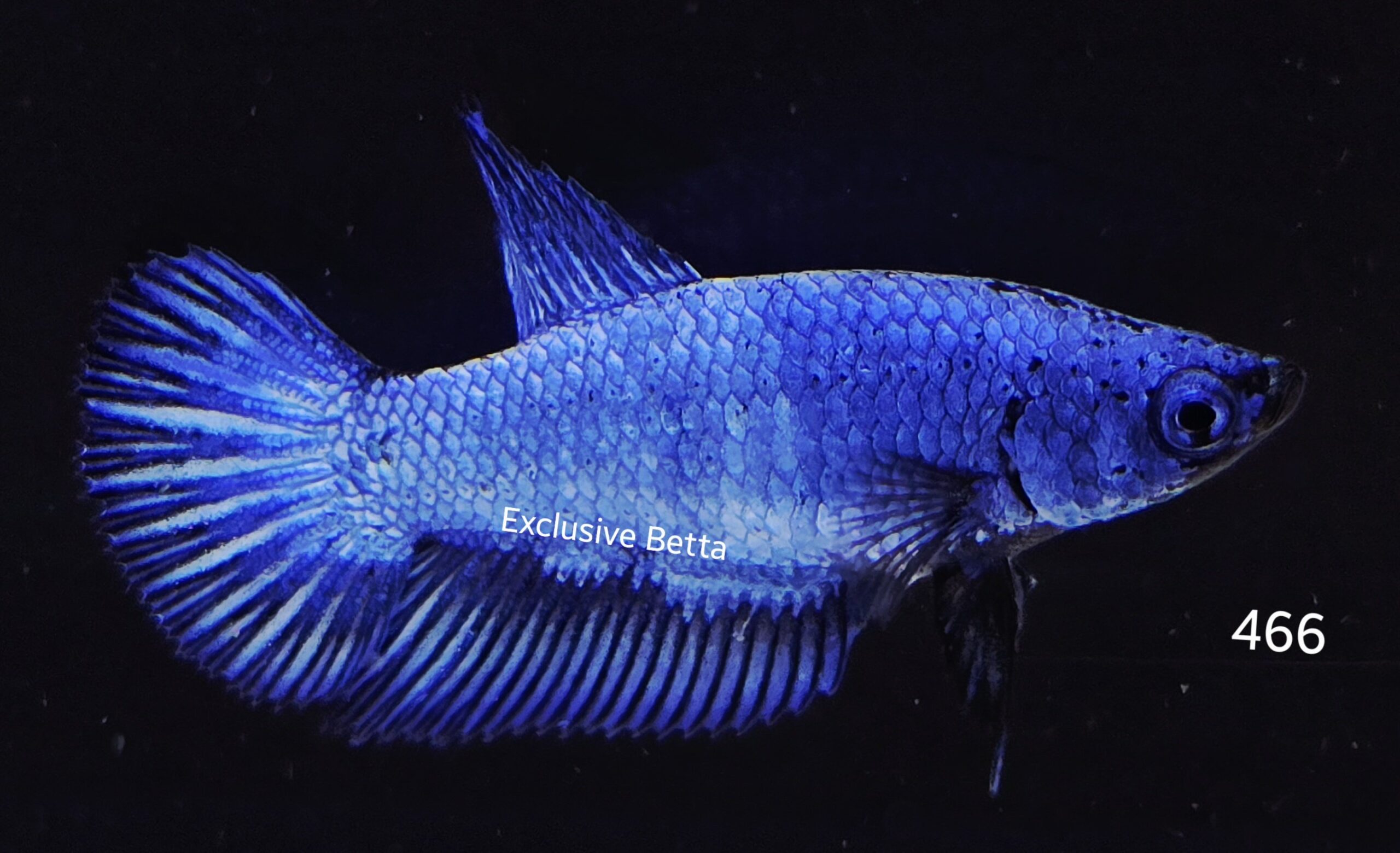 2025/08/1001148924-scaled.jpg Plakat (F) - Image 1