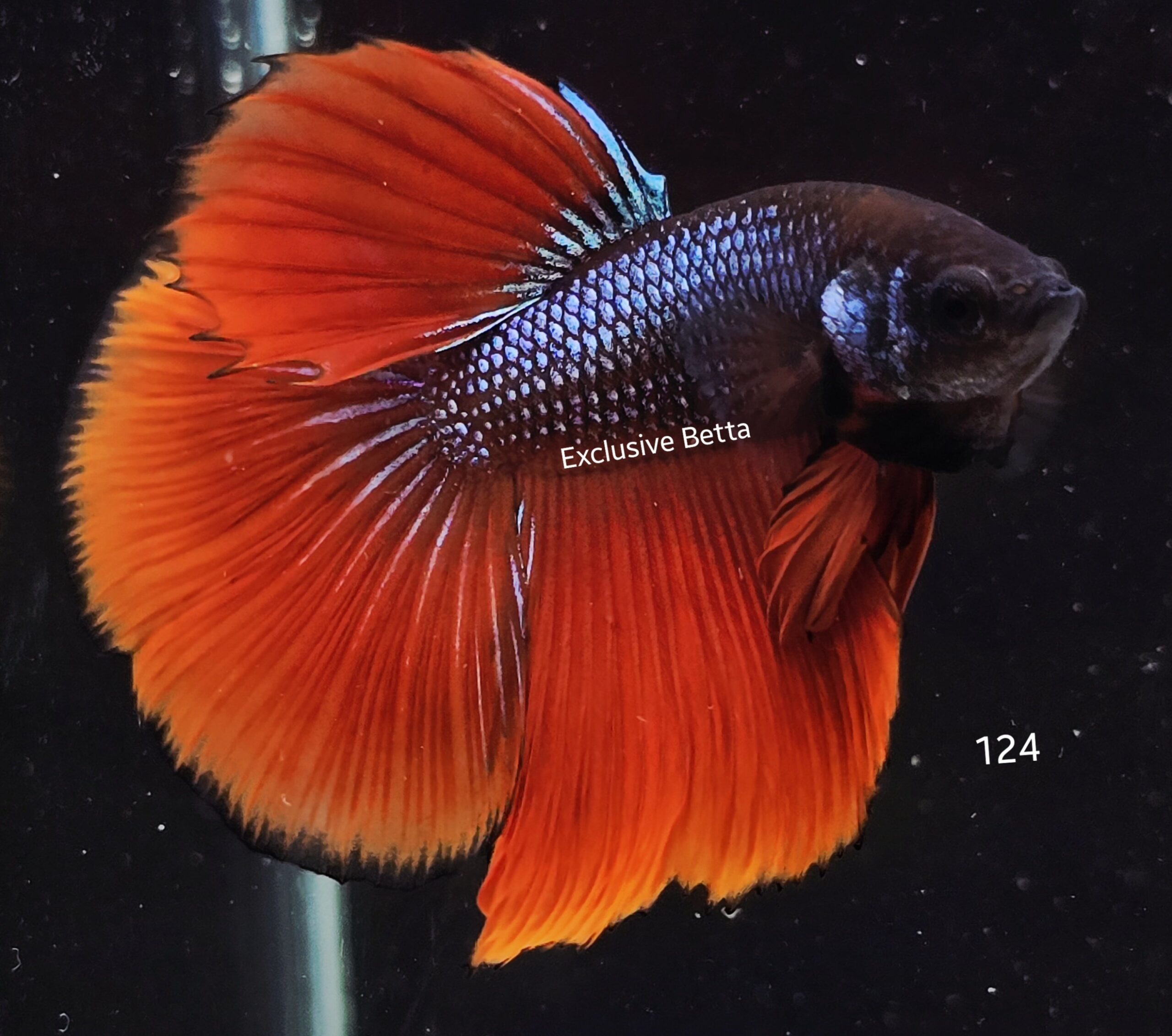 2025/08/1001148926-scaled.jpg Halfmoon Fancy (M) - Image 1