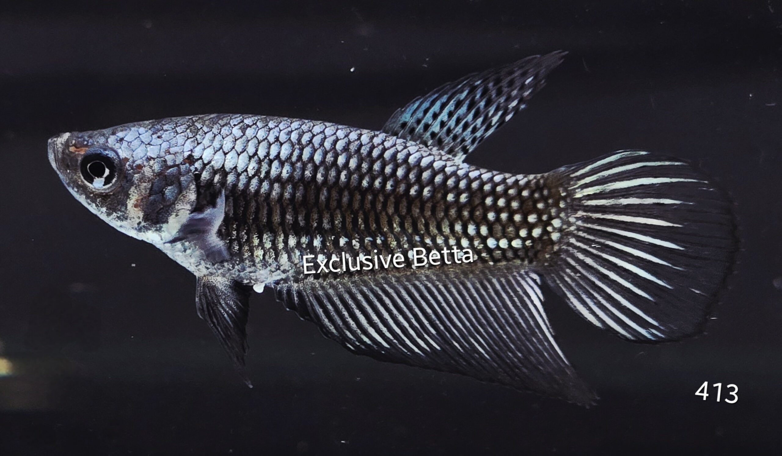 2025/08/1001155248-scaled.jpg Halfmoon Dragon (F) - Image 1