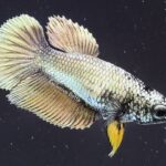 Halfmoon Copper Dragon (F)