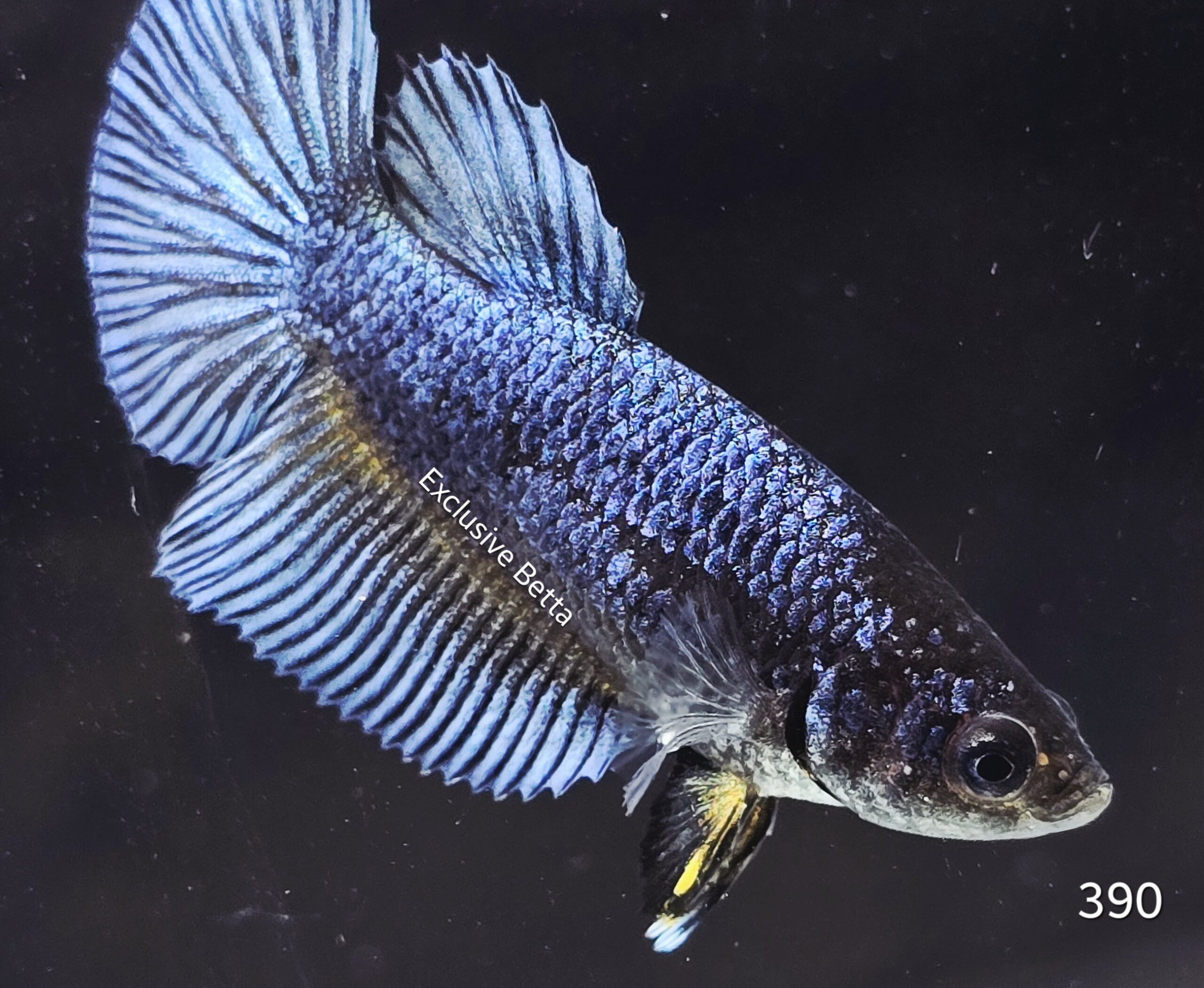 2025/08/1001155496-scaled.jpg Plakat (F) - Image 1