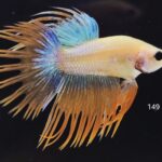 Crowntail (M)