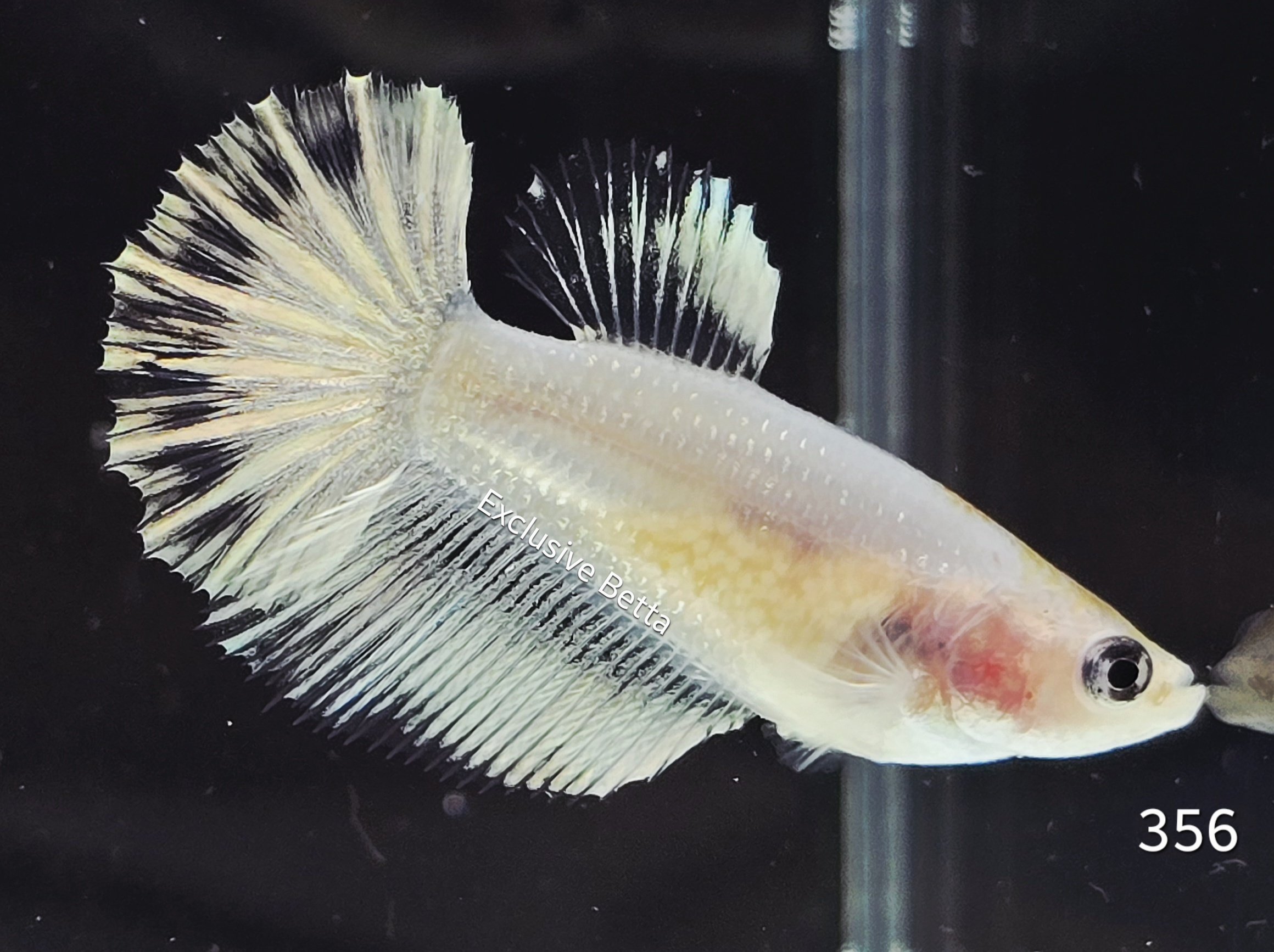 2025/08/1001155625.jpg Halfmoon Fancy (F) - Image 1