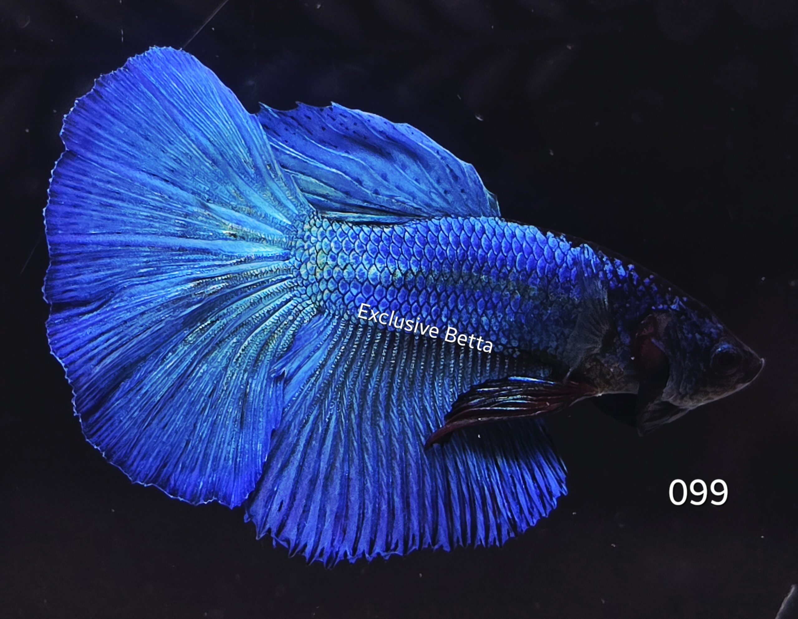 2025/08/1001155665-scaled.jpg Halfmoon (M) - Image 1