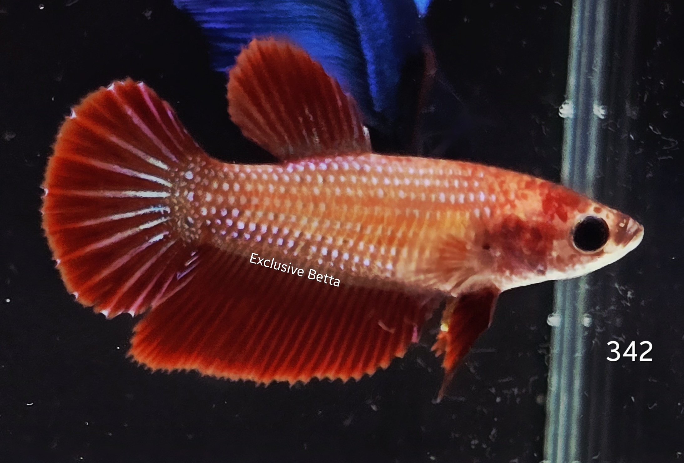 2025/08/1001155679.jpg Halfmoon (F) - Image 1