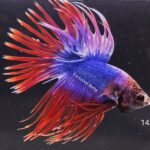 Crowntail (M)