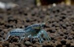 Mexican Dwarf Crayfish Blue - Image 2
