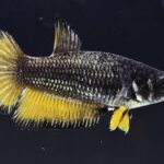 Plakat Fancy Dragon (F)