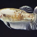 Plakat Fancy Dragon (F)