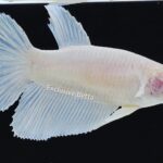 Halfmoon Platinum (F)