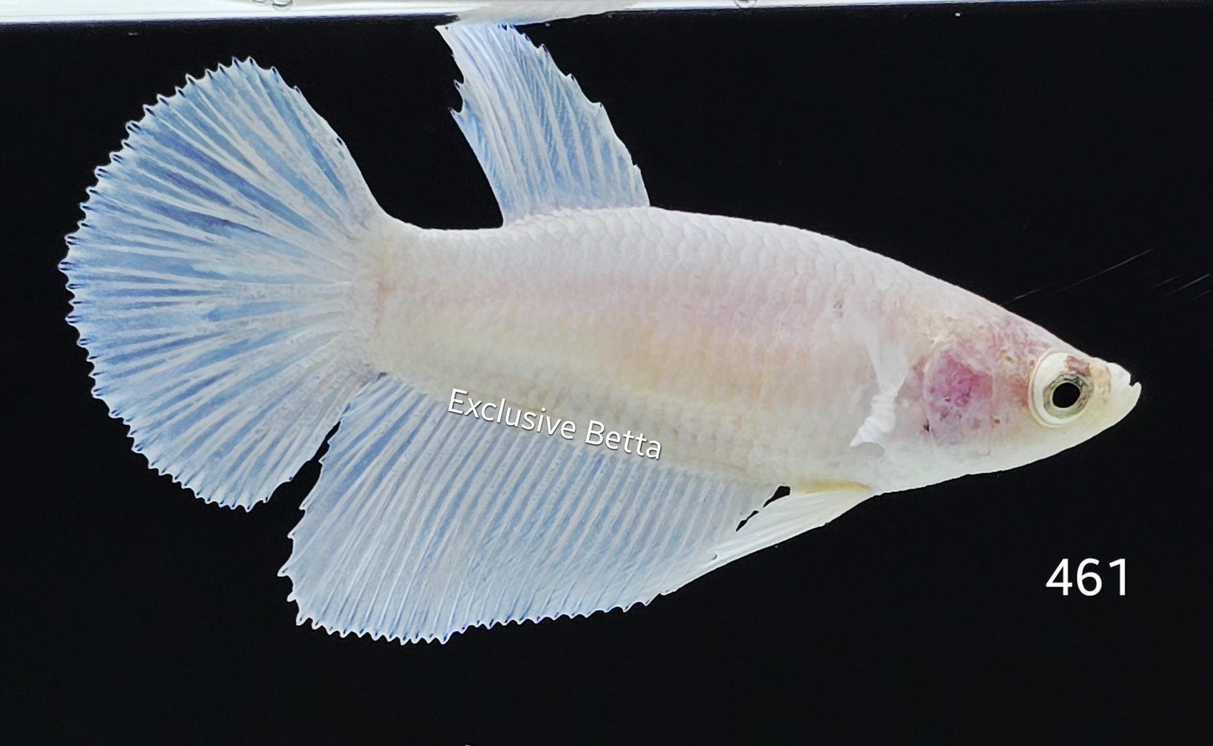 2025/08/1001159758.jpg Halfmoon Platinum (F) - Image 1