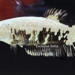 Plakat Black Samurai (F)