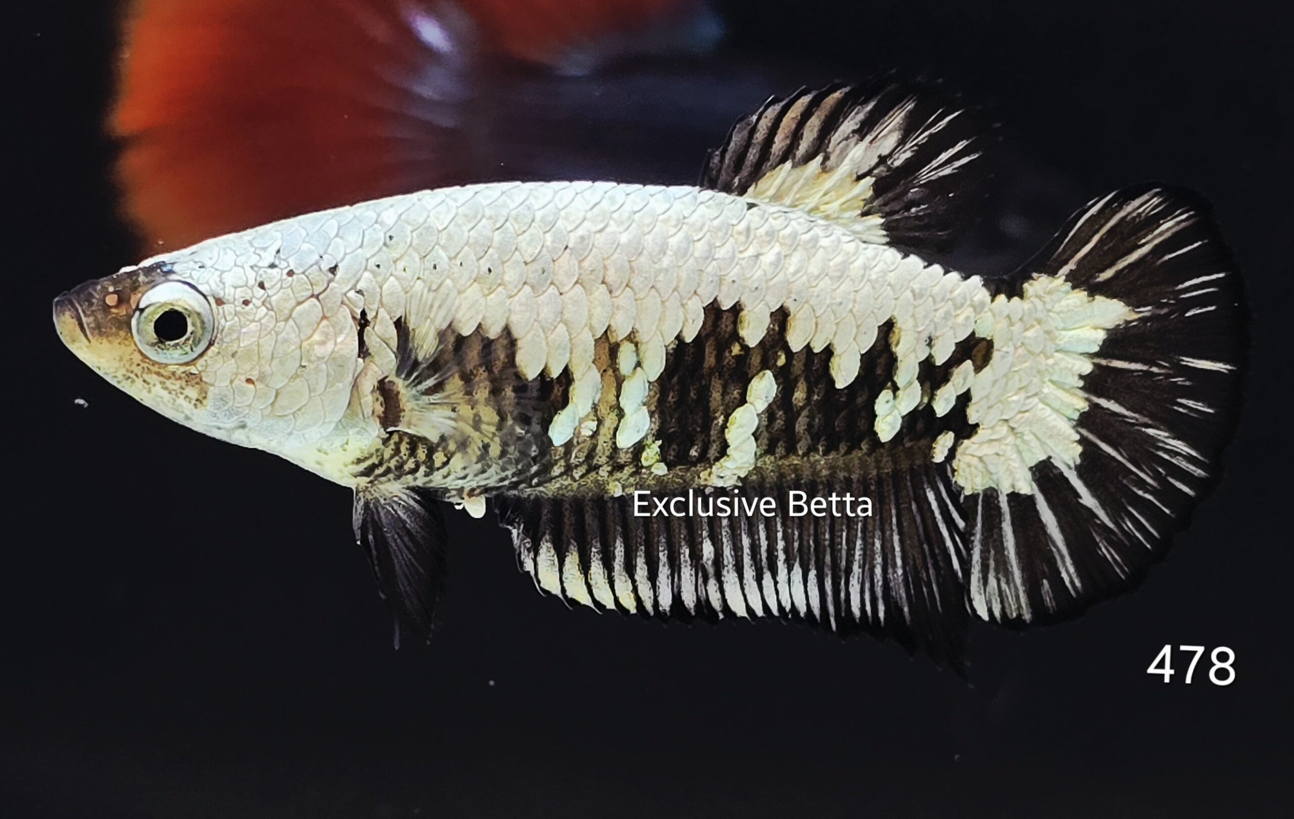 2025/08/1001159762-scaled.jpg Plakat Black Samurai (F) - Image 1