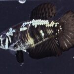 Halfmoon Black Samurai (F)