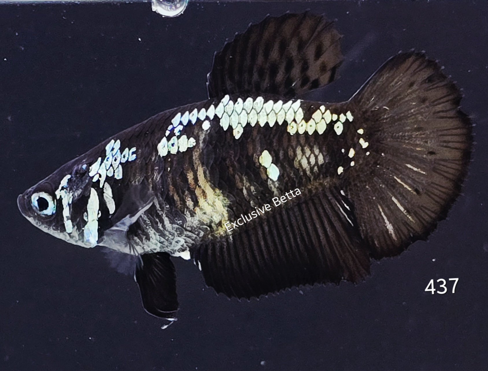 2025/08/1001159774.jpg Halfmoon Black Samurai (F) - Image 1