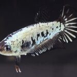 Plakat Black Samurai (F)