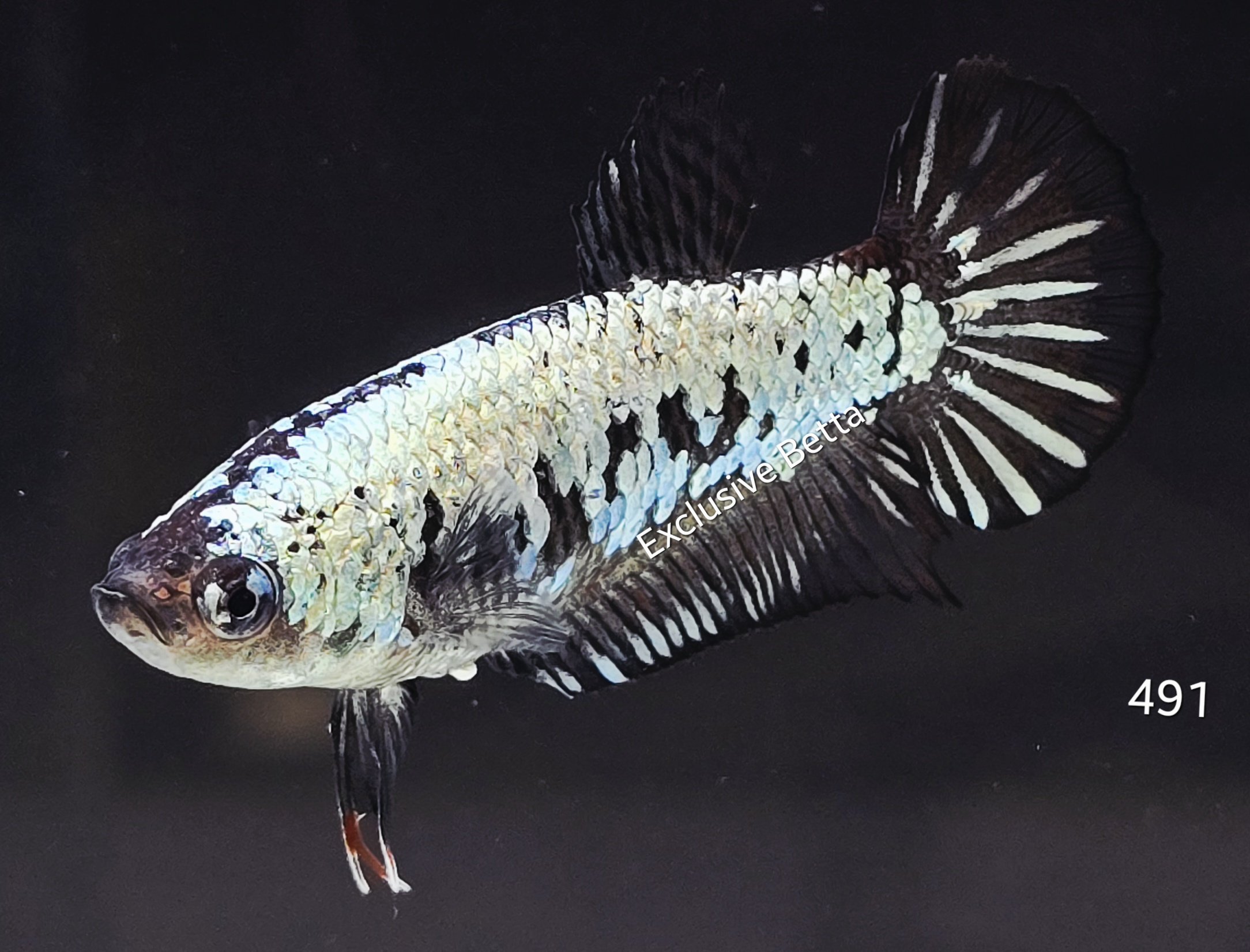 2025/08/1001159854.jpg Plakat Black Samurai (F) - Image 1