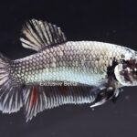 Plakat Fancy Copper (F)