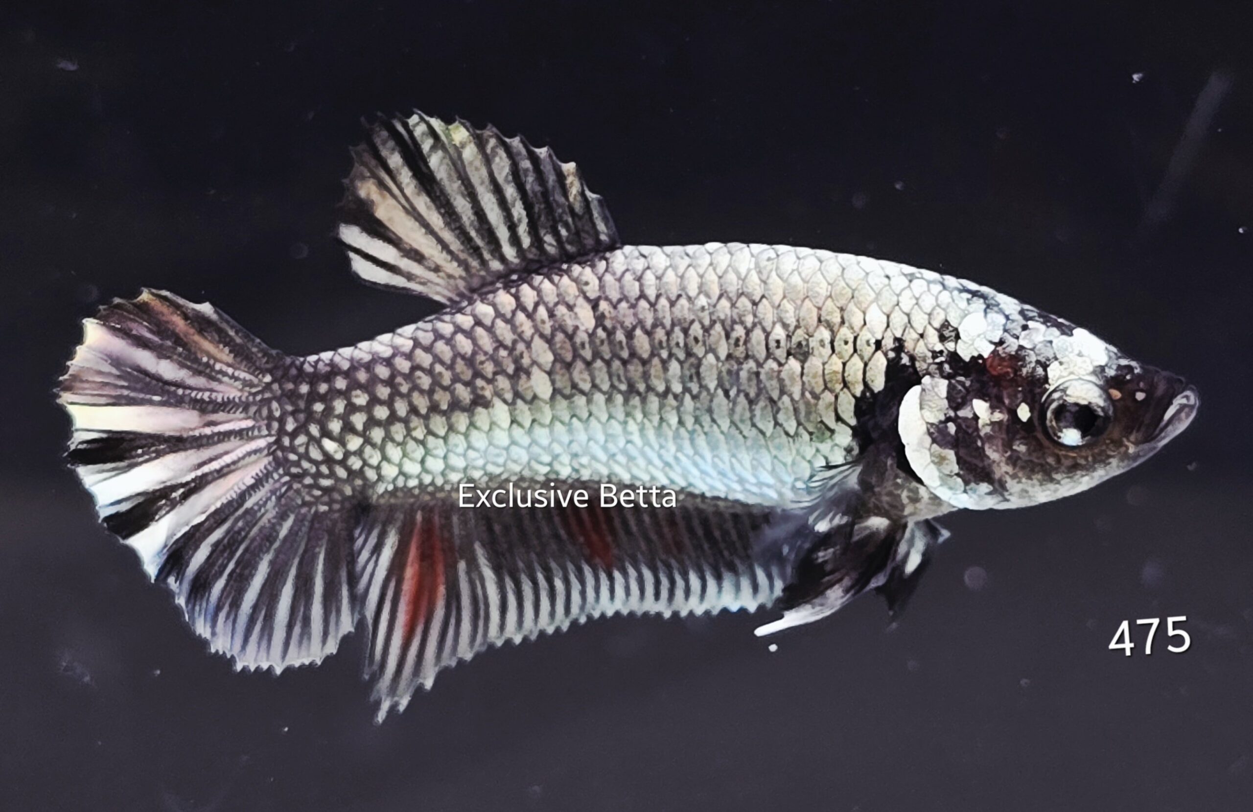 2025/08/1001159887-scaled.jpg Plakat Fancy Copper (F) - Image 1